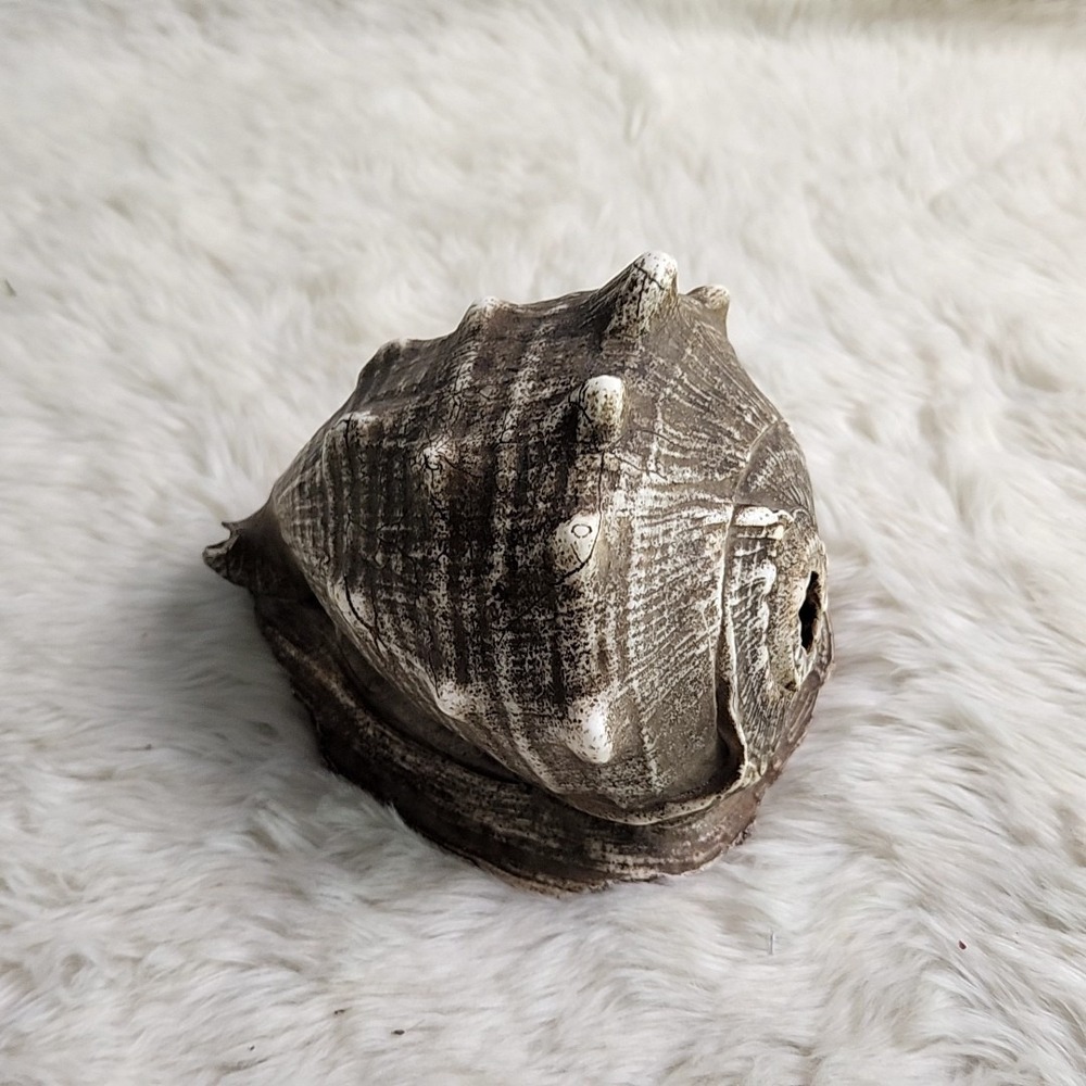Brown & Beige Striped Helmet Conch Sea Shell 6.5" x 5.5" x 5"
